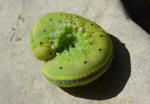 Cimbex connatus